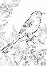 Mockingbird Birds Perched sketch template