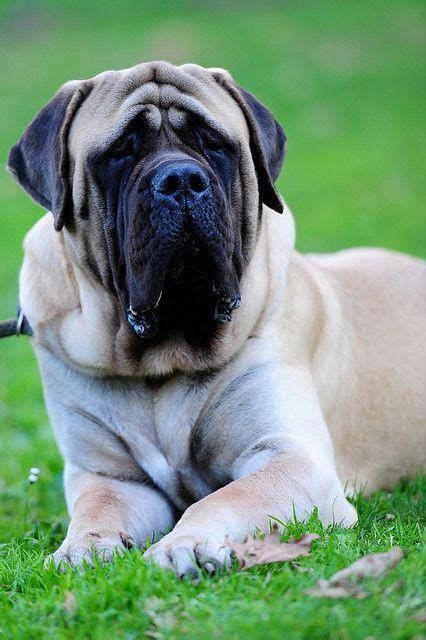 mastiff courageous  good natured   large dog breeds mastiff puppies dogs