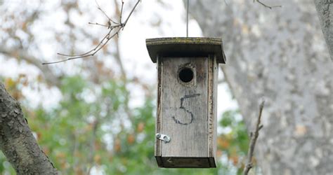 chickadee nest box mcclellan ranch park    rebecca flickr