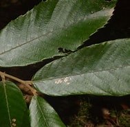 Afbeeldingsresultaten voor "castanopsis Fragilis". Grootte: 189 x 185. Bron: sites.google.com