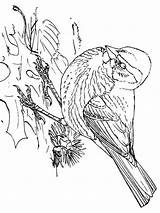 Coloring Pages Sparrow Birds Recommended Sparrows sketch template