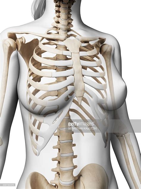 Anatomy Of The Rib Cage Area 3d Skeletal System Bones Of The Thoracic