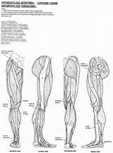 Muscles Muskeln Malvorlagen Physiology Malbuch Muscular Posterior Anatomie Bones Besuchen Popular Pano Seç Skeletal Ioioio sketch template