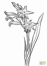 Amaryllis Gladiolus sketch template