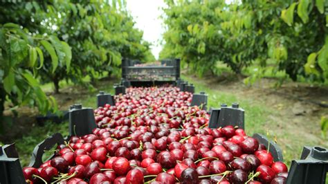 cherry orchards  america