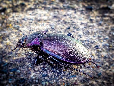 daily photo blog   beetle