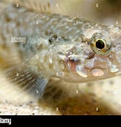 Image result for "gobius Luteus". Size: 176 x 185. Source: www.alamy.com