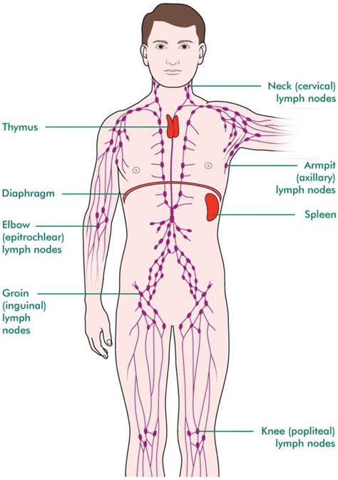 Lymph Node Locations Chart For Armpits Head Neck Groin Chest