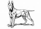 Bull Terrier Coloring Pages Dog Getcolorings Color sketch template