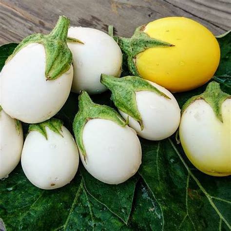 white egg aubergine meraki seeds