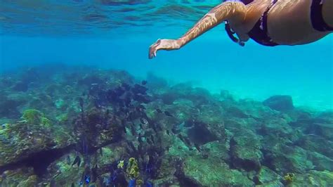 curacao snorkeling  youtube