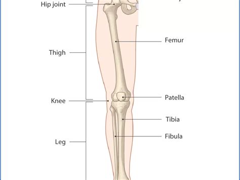 limb anatomy