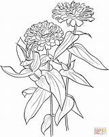 Zinnia Flower Coloring Elegans Drawing Pages Supercoloring Drawings Zinnias Printable Flowers Color Rose Line Meadow Rosa Blanda Prairie Wild Outline sketch template