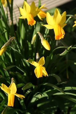 daffodil diagram