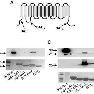 immunoprecipitation  dat  gbc subunits    scientific diagram