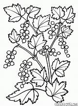 Bacche Pianta Ribes sketch template