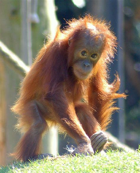 orangutan homes   destroyed  species   extinct   years earths