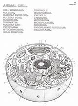 Cell Worksheet Plant Coloring Answers Animal Pages Label Biology Cells Color Worksheets Eukaryotic Key Book Diagram Sheets Printable Colouring Anatomy sketch template