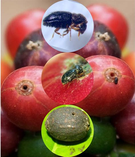 kumbang penggerek buah kopi agrokompleks kita