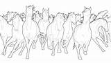 Herd Stampede Wild sketch template