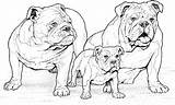 Coloring Pages Dog Dogs Breed Pound Bulldog Bull English sketch template
