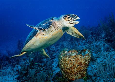 hawksbill sea turtle eating sponge  shane gross conservation