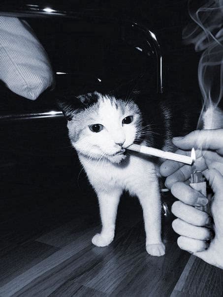 Cat Smoking Cats