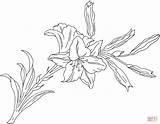 Lily Flower Coloring Lilium Pages Printable Gif sketch template