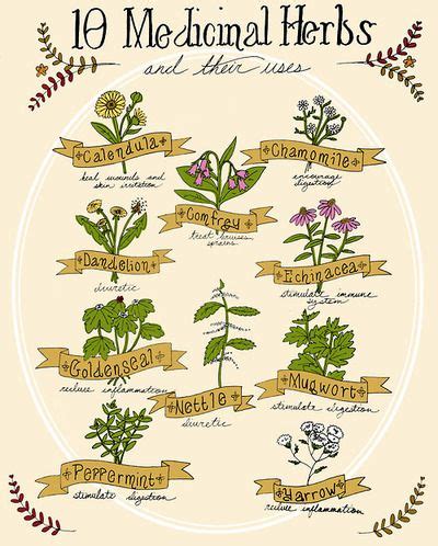 popular medicinal plants herbalism medicine