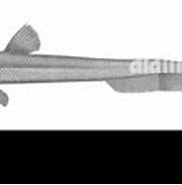 Afbeeldingsresultaten voor "halosaurus Johnsonianus". Grootte: 182 x 82. Bron: www.alamy.com
