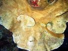 Afbeeldingsresultaten voor "agaricia Grahamae". Grootte: 137 x 103. Bron: reefguide.org