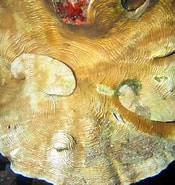 Afbeeldingsresultaten voor Agaricia grahamae Klasse. Grootte: 175 x 185. Bron: reefguide.org