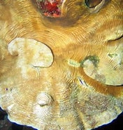Afbeeldingsresultaten voor Agaricia grahamae. Grootte: 176 x 185. Bron: reefguide.org