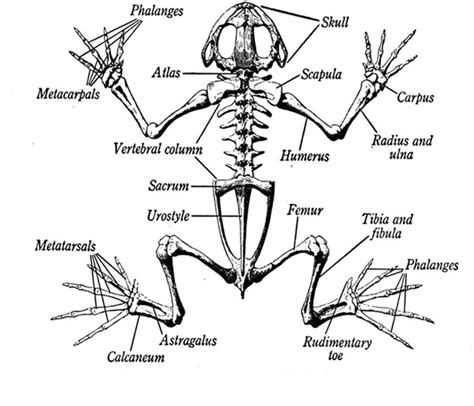anatomy   frog ms mcgees science class