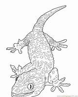 Coloring Gecko Pages Lizard Printable Kids Template Drawing Horned Monitor Color Tokay Reptile Lizards Print Getdrawings Popular Sheets Coloringhome Getcolorings sketch template