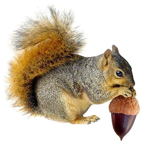 squirrel eating acorn postcards package    catsclips cafepress