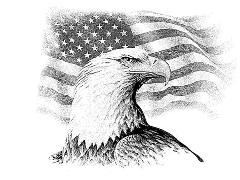 eagle drawings      images    choose