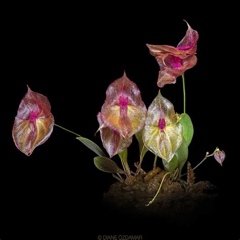 miniature orchids worldwide