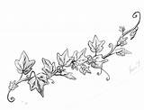 Vine Drawing Ivy Drawings Leaves Line Leaf Vines Plant Rose Grape Poison Draw Clipart Sketches Tattoo Google Cliparts Flower Clip sketch template