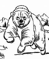 Coloring Grizzly Aggressive sketch template