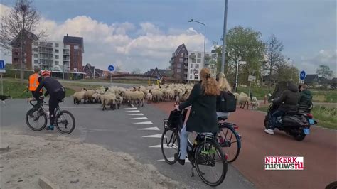 nijkerk schapen terug  wijk corlaer youtube