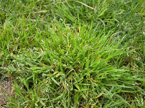 Kill Winter Grass In Buffalo Lawns My Home Turf