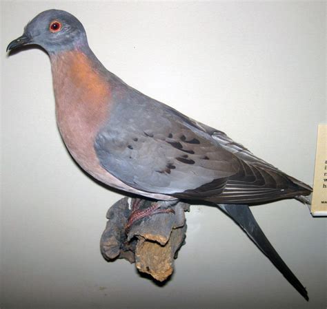 hunting   passenger pigeons benzie county  grand