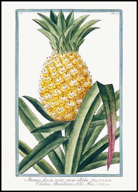 pineapple poster posteryard snygga posters