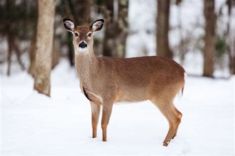 White Tail Deer Faq S West Virginia Division Of Natural