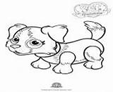 Coloring Parade Collie Pages Pet Border Dog Cute Info sketch template