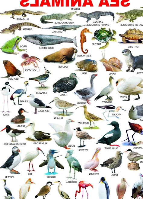 list   sea animals pictures  animal picture society