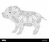 Zentangle Cochon Tangle Porcelet Piglet sketch template