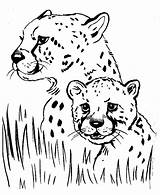 Cheetah Coloring Pages Printable Kids Print sketch template