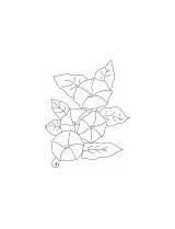 Coloring Leli Glory Flower Morning Bindweed sketch template